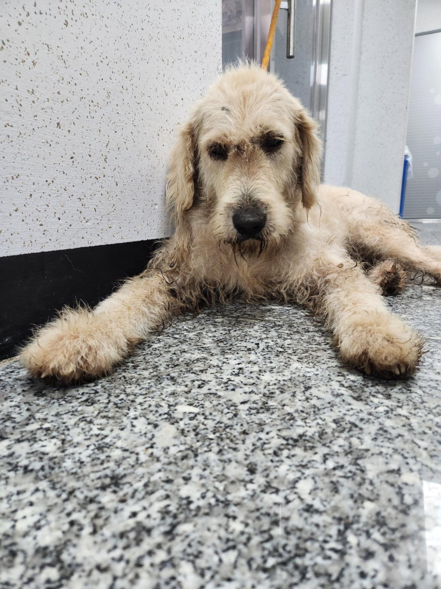 강릉시 동물사랑센터_442420202400418