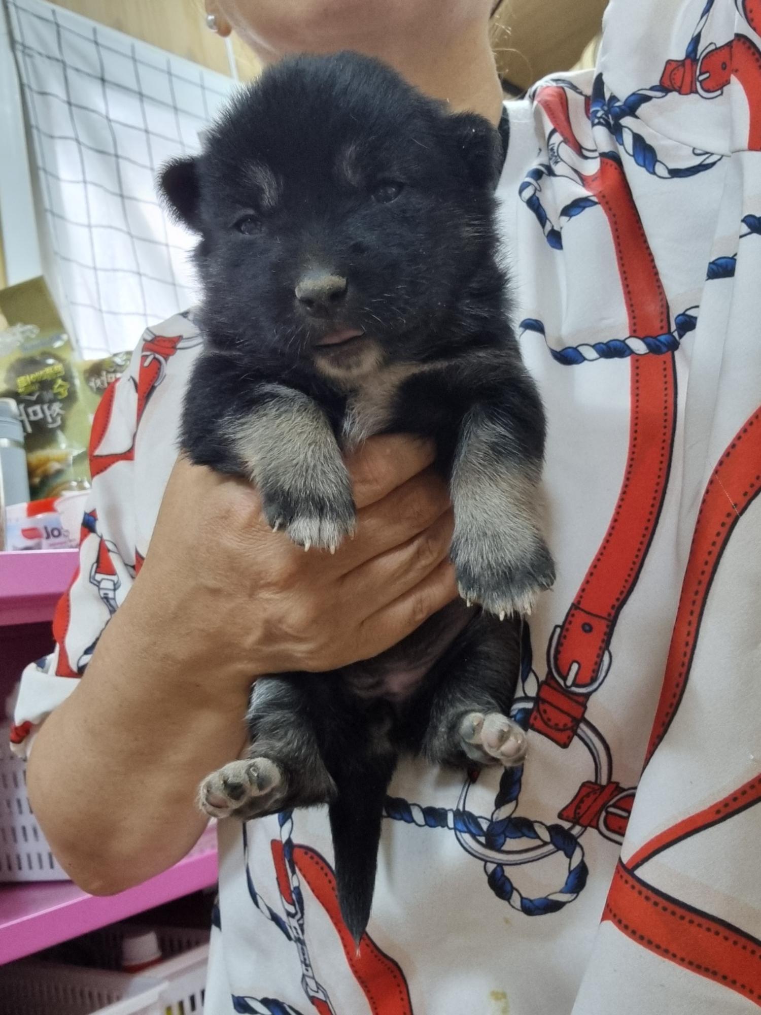 울산유기동물보호센터_431373202400990