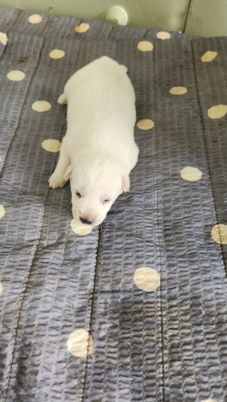 익산유기동물보호소_445468202402018