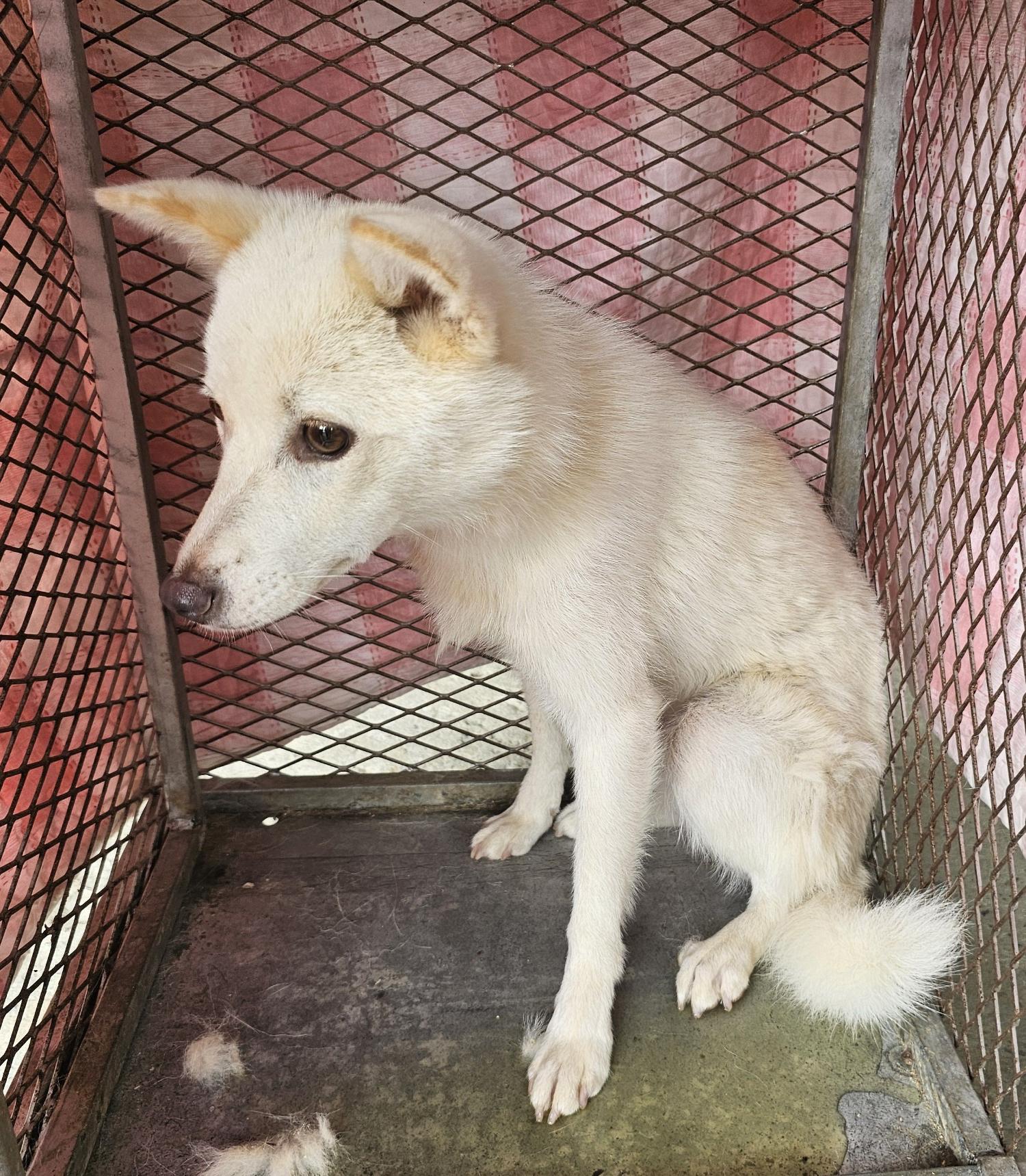 창녕 유기동물보호소_448541202401185