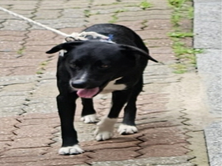 원주시동물보호센터_442419202400592