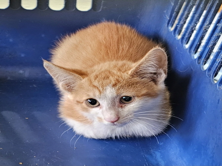 원주시동물보호센터_442419202400591