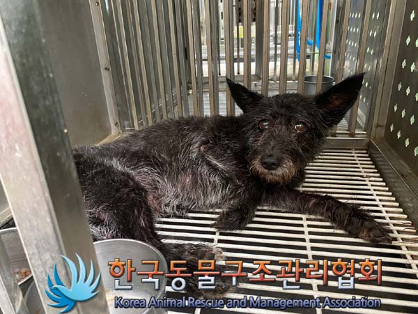 한국동물구조관리협회_441406202401285