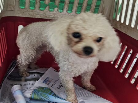 원주시동물보호센터_442419202400595