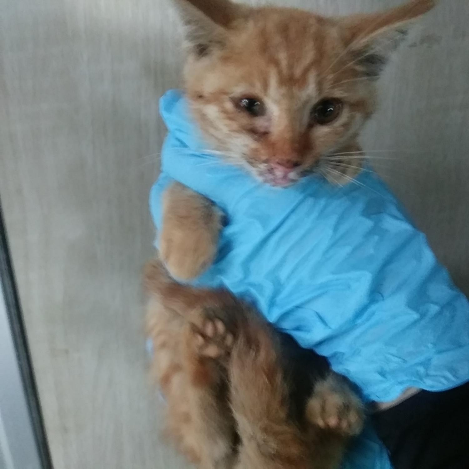 종료(자연사) 한국…