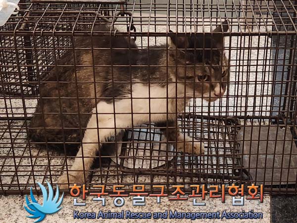 보호중 한국 고양이…