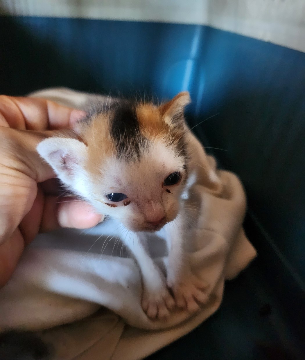 울산유기동물보호센터_431372202400375