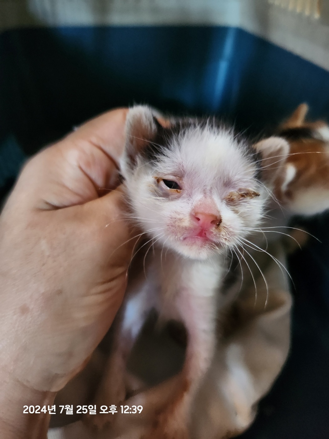 울산유기동물보호센터_431372202400376
