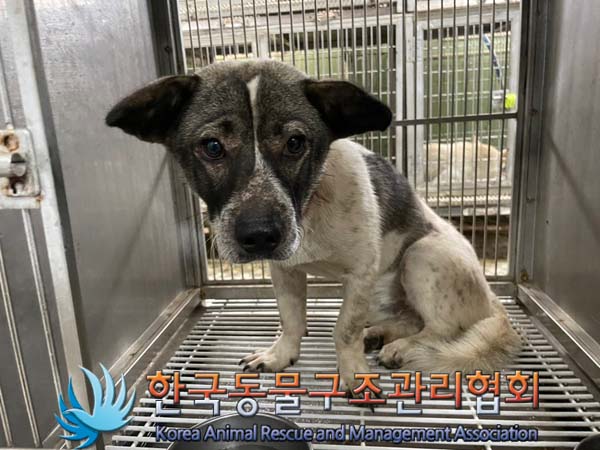 한국동물구조관리협회_441560202400800