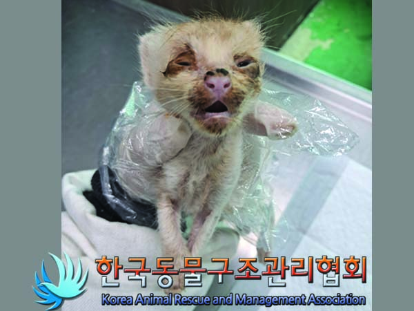 한국동물구조관리협회_441414202400579