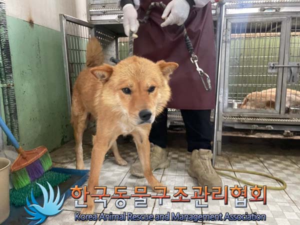 보호중 믹스견의 가…