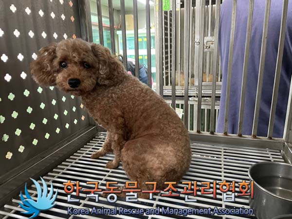 보호중 푸들의 가족…