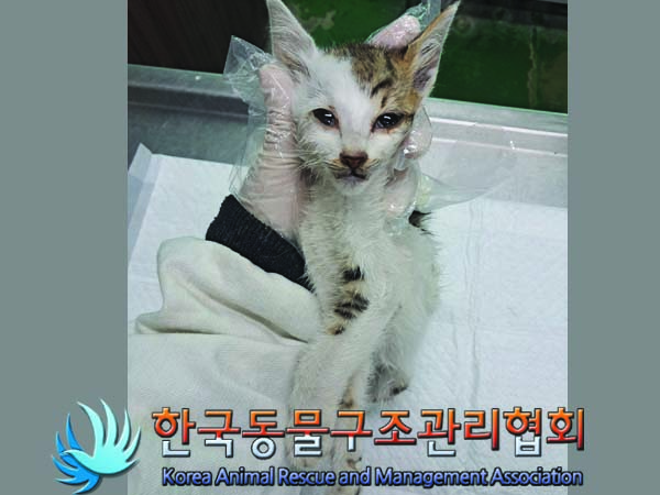 종료(자연사) 한국…