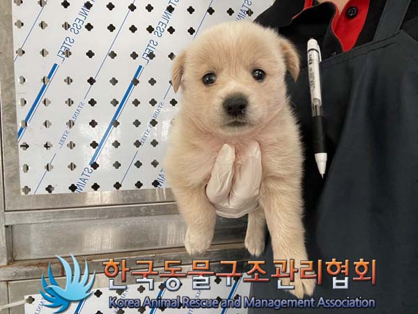 보호중 믹스견의 가…