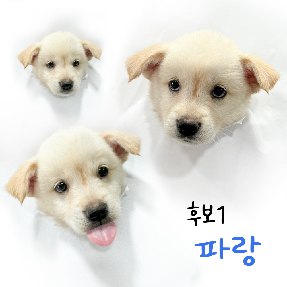 [개] 믹스견 경북-포항-2024-00717 유기동물 배경 이미지 입니다.