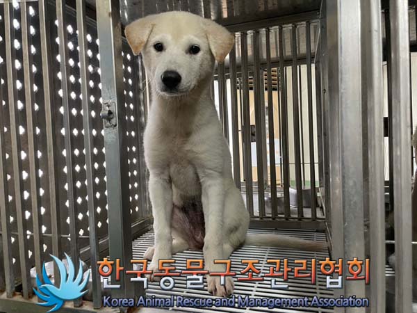 한국동물구조관리협회_411300202400331