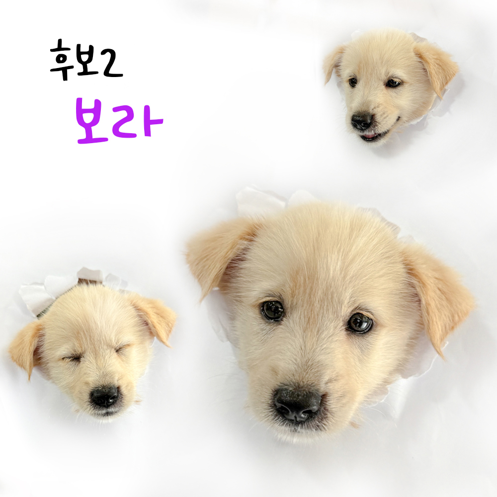 [개] 믹스견 경북-포항-2024-00718 유기동물 배경 이미지 입니다.