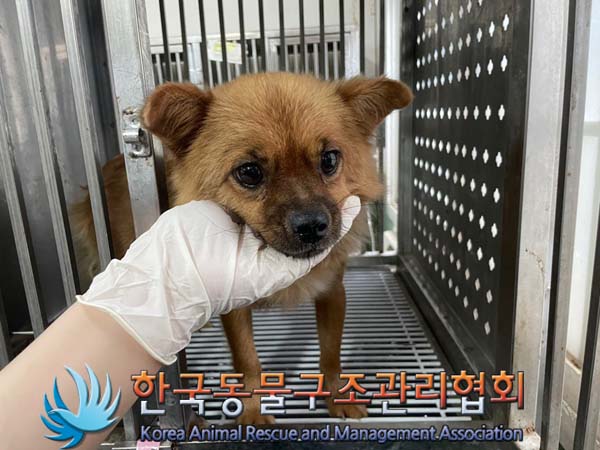 한국동물구조관리협회_411300202400327