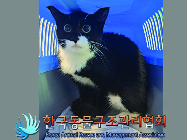 종료(입양) 한국 …