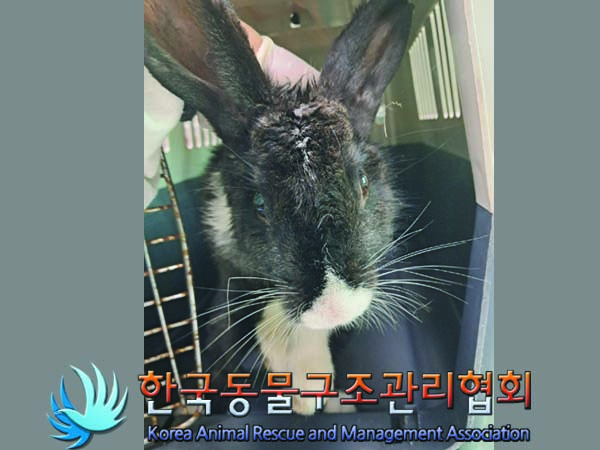 한국동물구조관리협회_411300202400330