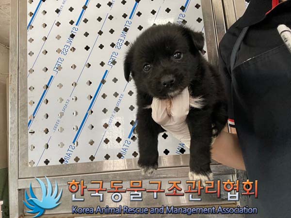 보호중 믹스견의 가…