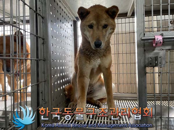 보호중 믹스견의 가…