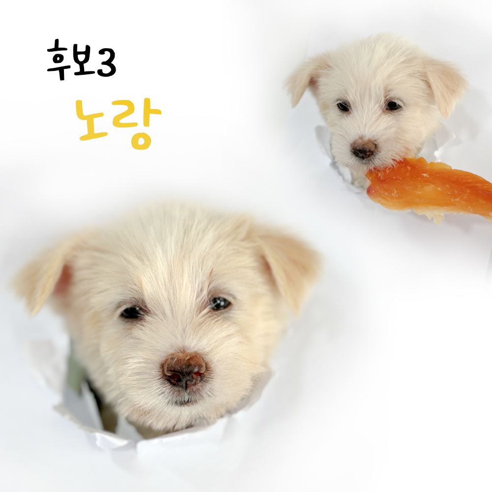[개] 믹스견 경북-포항-2024-00715 유기동물 배경 이미지 입니다.