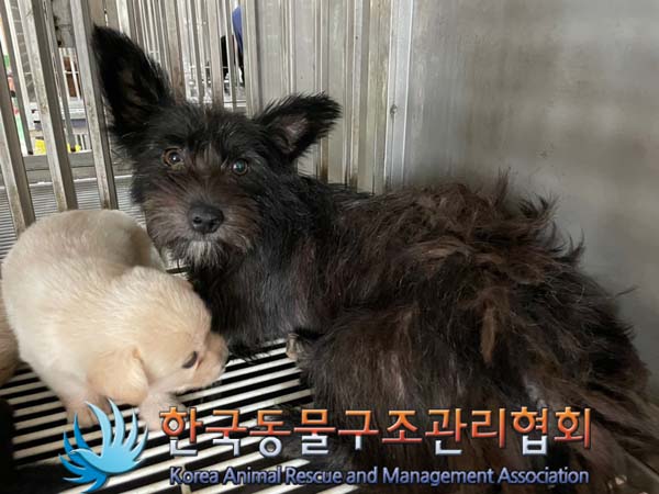 보호중 믹스견의 가…