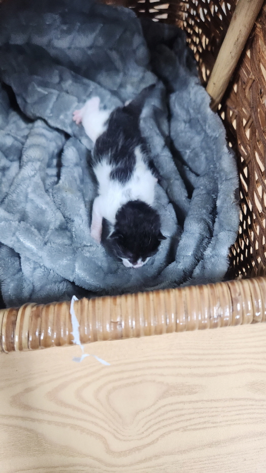 익산유기동물보호소_445468202402025