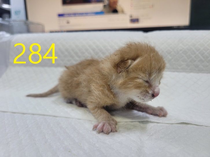 보호중 한국 고양이…