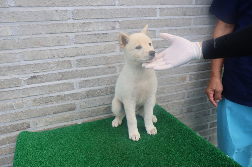 제주 동물보호센터_450650202402218