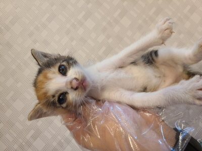 동부동물보호협회_426335202400297