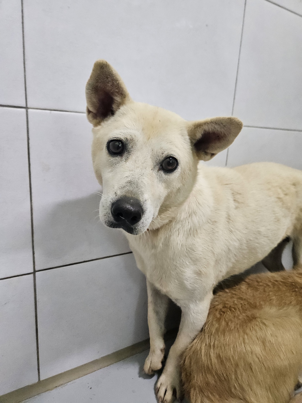 아산동물복지지원센터_444452202401878