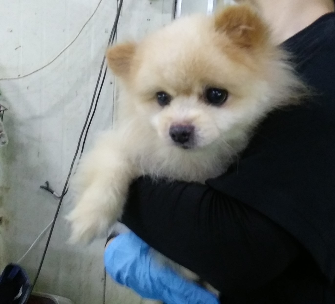 인천광역시수의사회_428353202400715