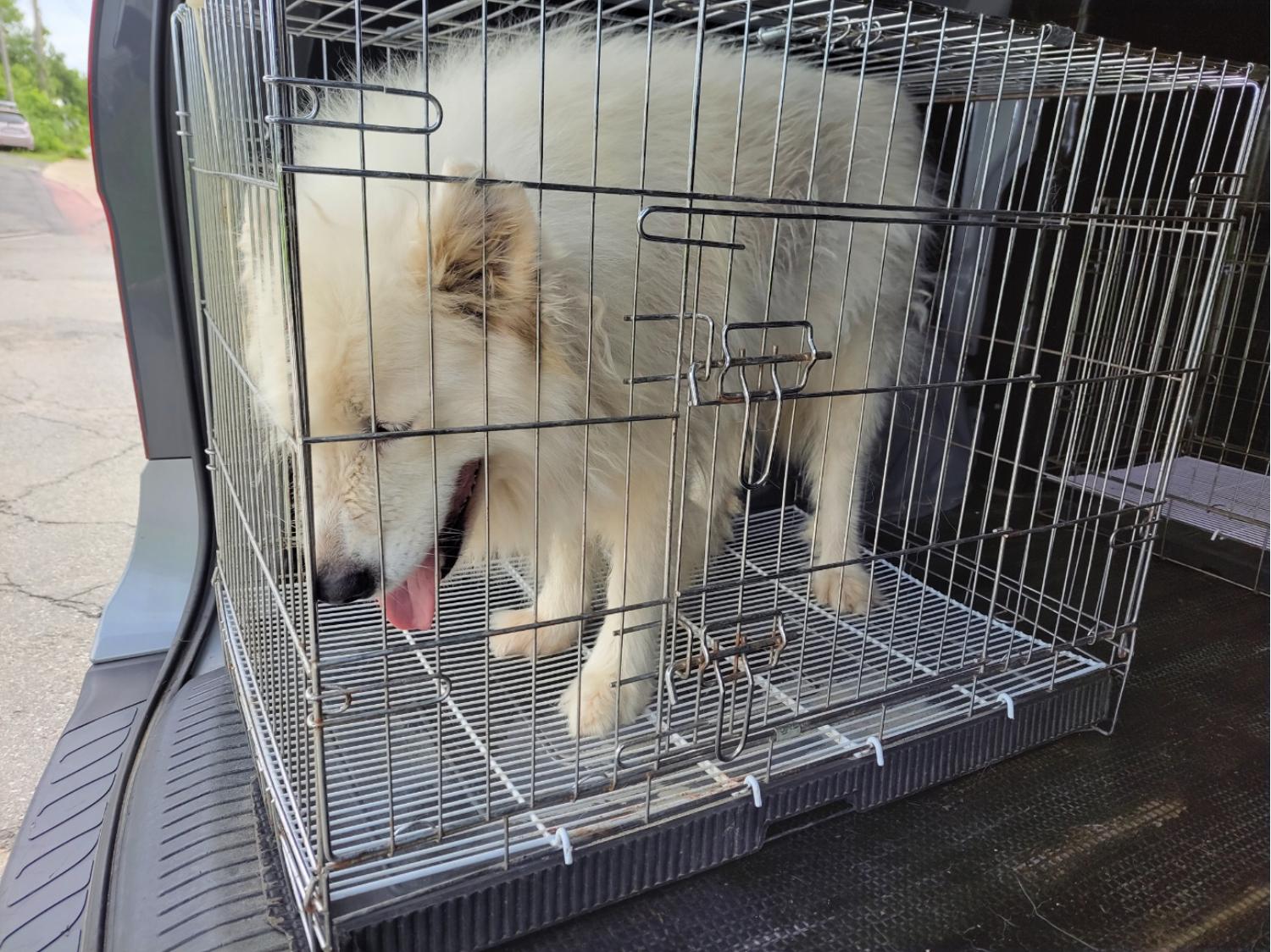 고양시동물보호센터_441394202401609