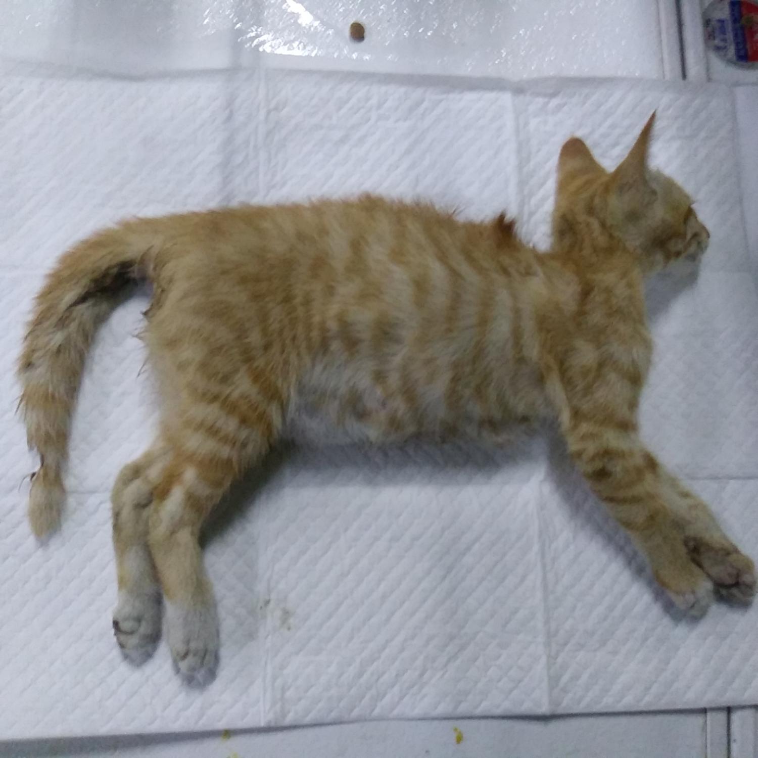 종료(자연사) 한국…