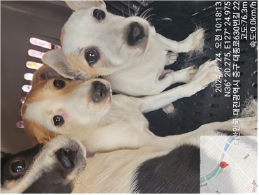 대전동물보호센터_430365202400333