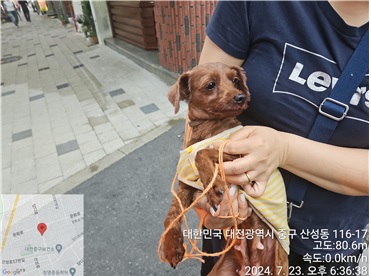 종료(반환) 푸들의…