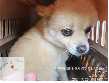대전동물보호센터_430365202400335