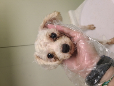 보호중 푸들의 가족…