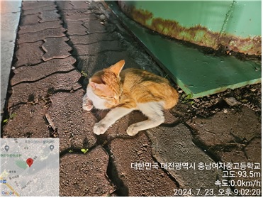 대전동물보호센터_430365202400331