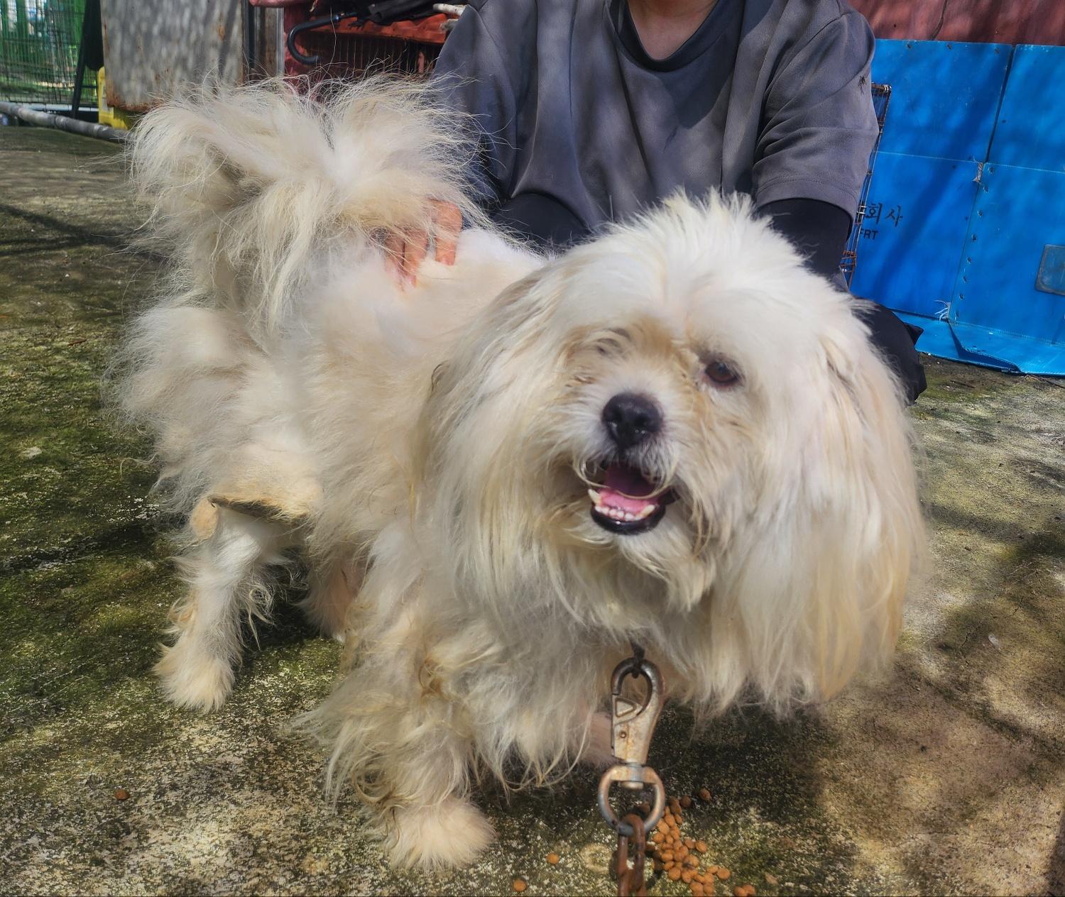 울산유기동물보호센터_431373202401015