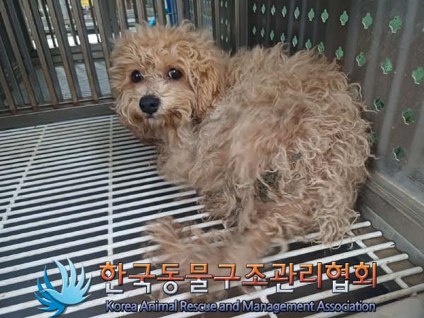보호중 푸들의 가족…