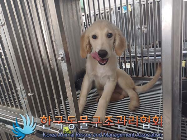 보호중 골든 리트리…