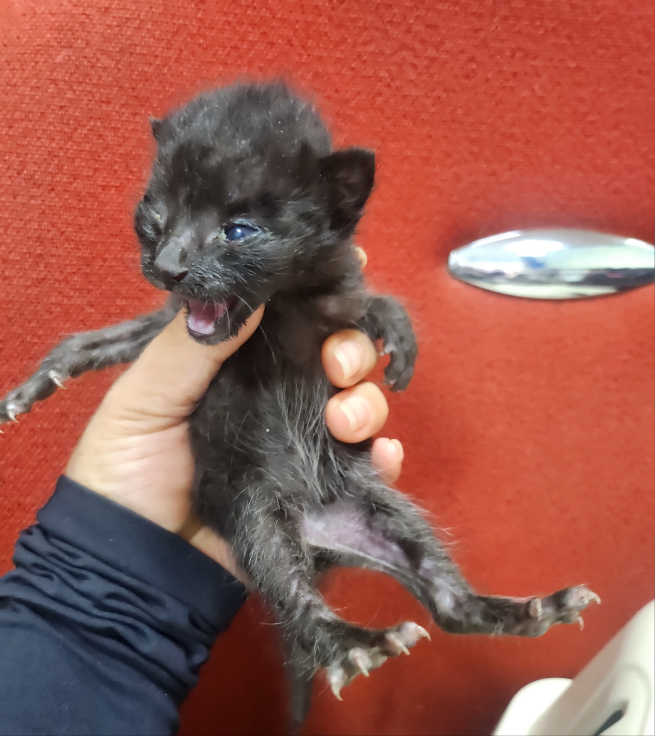 울산유기동물보호센터_431373202401020