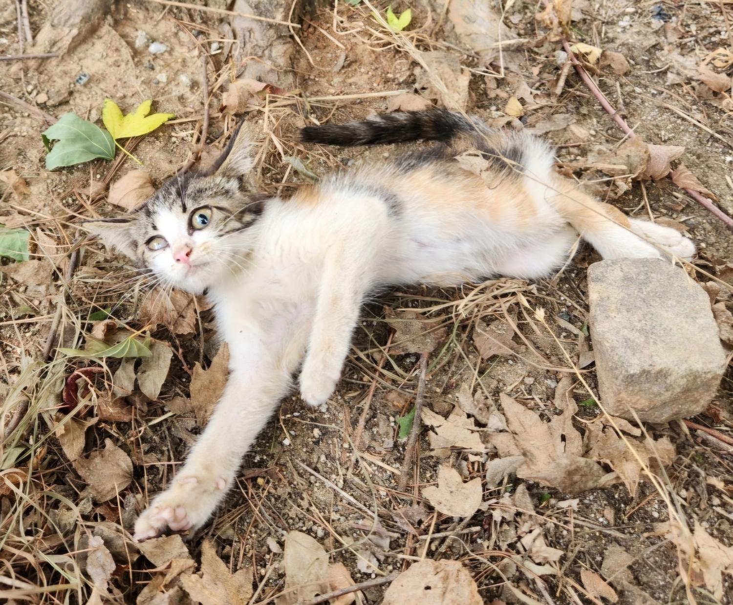 강릉시 동물사랑센터_442420202400420