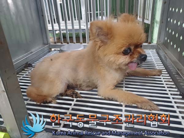 종료(반환) 포메라…