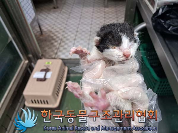 한국동물구조관리협회_441560202400808