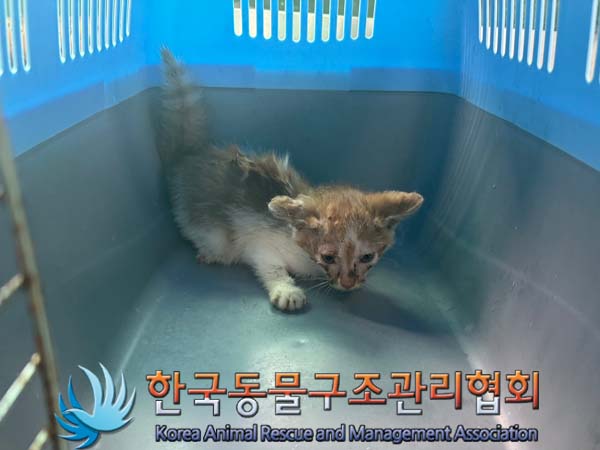 한국동물구조관리협회_441414202400581