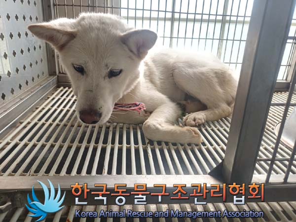한국동물구조관리협회_441559202400849